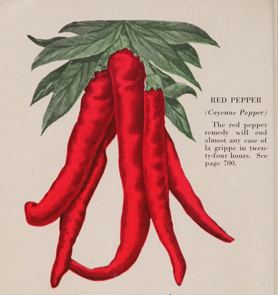 Science Art: <i>Red Pepper</i>, 1910.