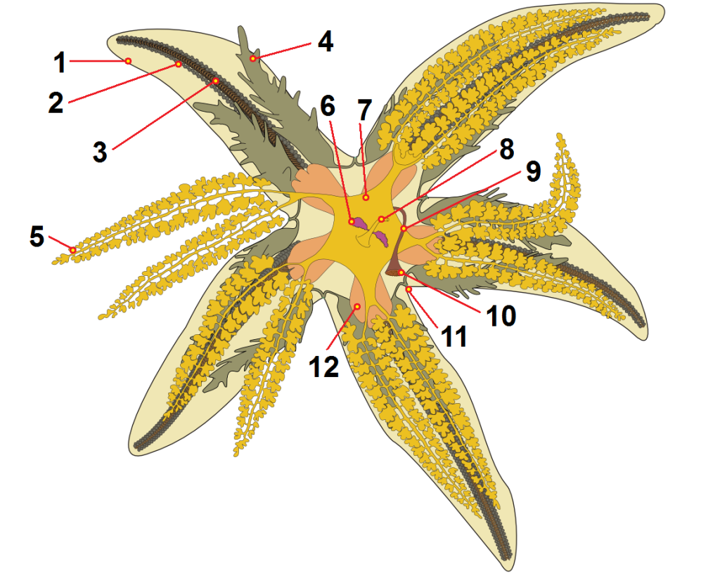 Scientific illustration of starfish anatomy