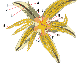 Scientific illustration of starfish anatomy