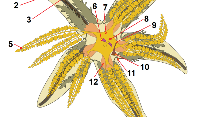 Scientific illustration of starfish anatomy